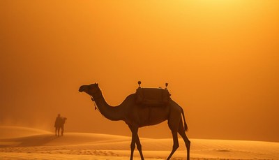 A camel walks through the desert at sunset