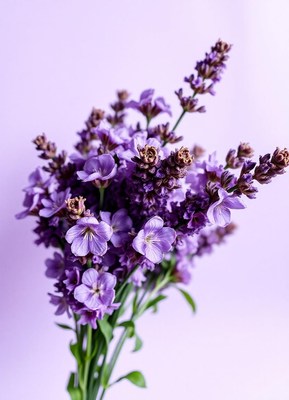 A bouquet of purple lavender flowers