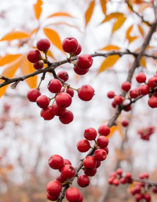 Red berries on a branch in autumn