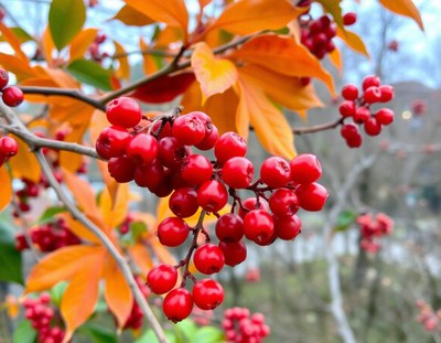 Red berries grow on a branch with orange leaves