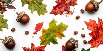 Acorns and fall leaves on a white background