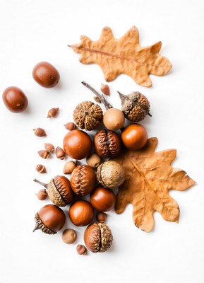 Acorn and oak leaves on a white surface