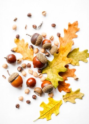 Acorn and leaves on white background