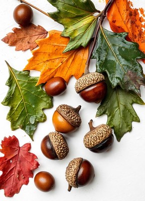 Acorn and leaf arrangement on a white background