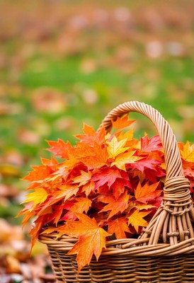 A woven basket sits on a bed of fallen leaves