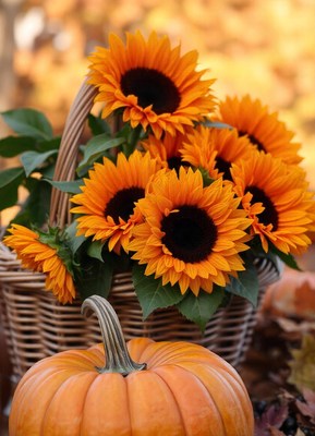 Sunflowers and a pumpkin in a fall basket