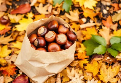 A bag of chestnuts rests on autumn leaves