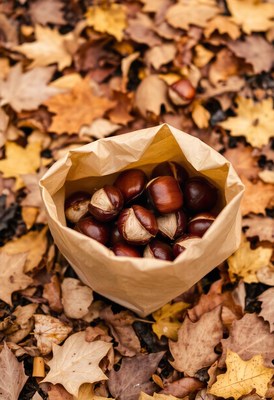 A bag of chestnuts rests on autumn leaves