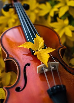 A violin rests on a bed of autumn leaves