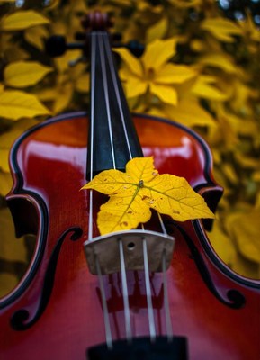 A violin rests among yellow leaves in the autumn