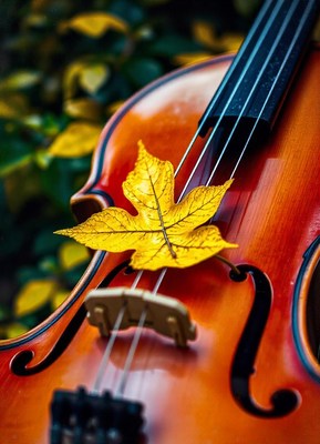 A yellow leaf rests on a violin in the fall