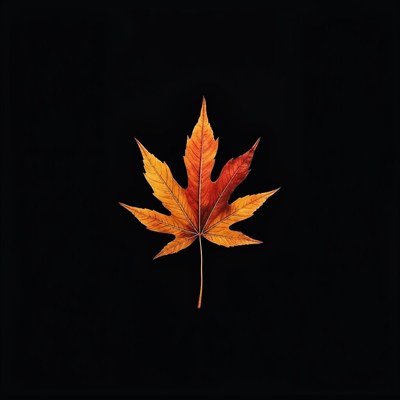 A single maple leaf stands out against a black background