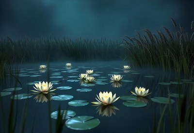 White water lilies bloom on a quiet pond at night