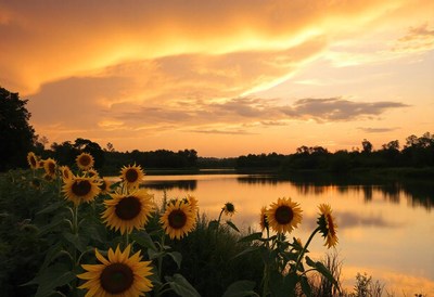 Sunflowers bloom by a calm lake at sunset