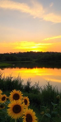 Sunflowers bloom by a lake at sunset