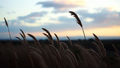 Grass sways in the wind during sunset