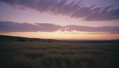 A purple sunset over a field of grass