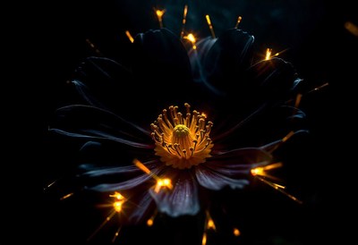 A black flower glows with tiny sparks