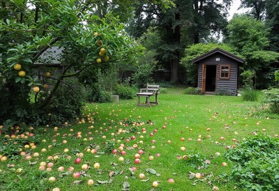 Fallen apples cover the grass in a garden