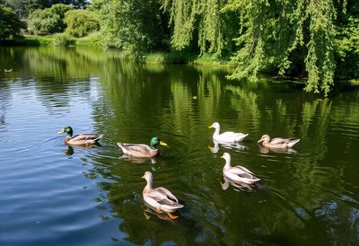 Ducks swimming in pond with weeping willows