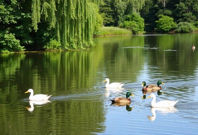 Ducks swim in a pond surrounded by trees