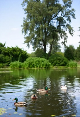 Ducks swim on a calm lake surrounded by trees