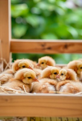 Tiny chicks huddle together in a nest