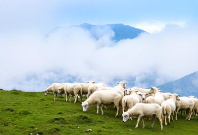 Sheep graze on a grassy mountainside