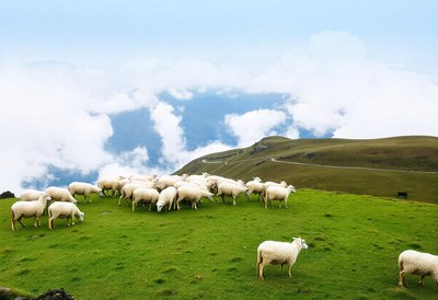 Sheep graze on a green hillside above winding clouds