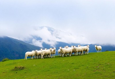 A flock of sheep graze on a grassy hillside