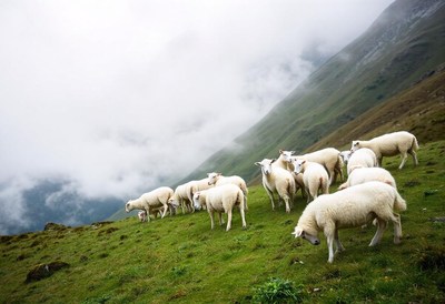 Sheep graze in a foggy mountain meadow