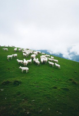 A flock of sheep graze on a grassy hillside