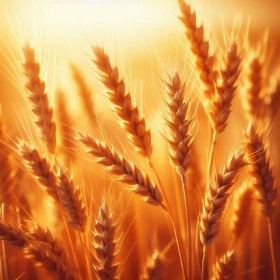Golden wheat stalks glow in the afternoon sun