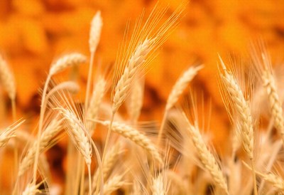 Golden wheat stalks sway in the summer breeze