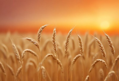 Wheat stalks sway in the golden light of a sunset