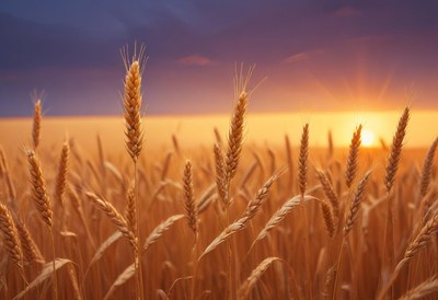 Wheat stalks stand tall in a field at sunset