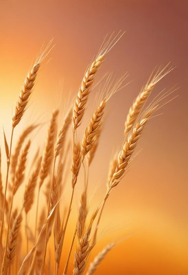 Wheat stalks sway in the golden sunset