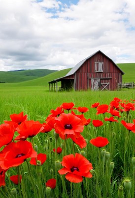 Red poppies bloom in a field with a red barn in the distance