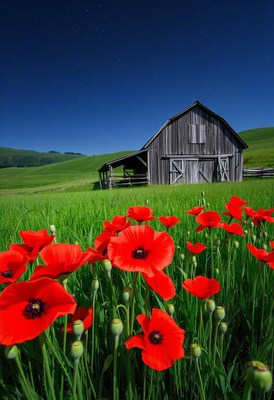 Red poppies bloom in front of a wooden barn