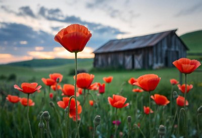 Red poppies bloom in a field near a rustic barn