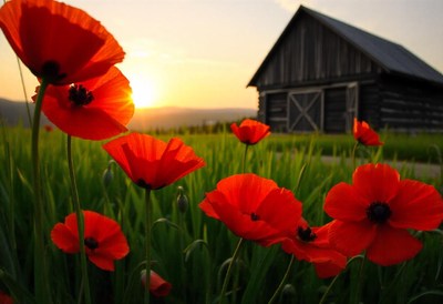 Red poppies bloom in a field near a rustic barn at sunset
