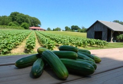 Freshly picked cucumbers on a table in a field
