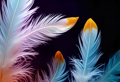 Soft, colorful feathers against a dark background