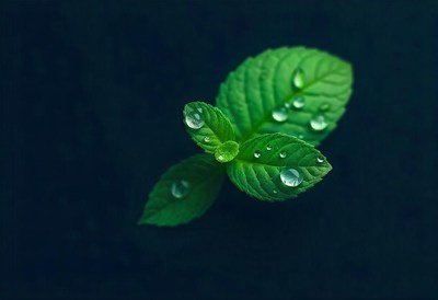 Fresh mint leaves with dew drops
