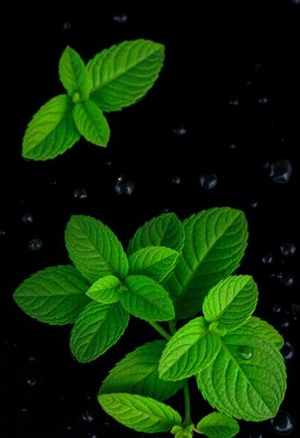 Fresh mint leaves on a black background