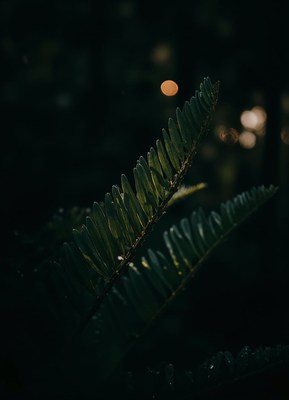 A single fern frond stands out against the dark background