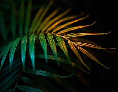 A palm frond glows in the evening light