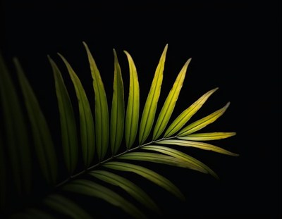 A palm frond illuminated by a light source
