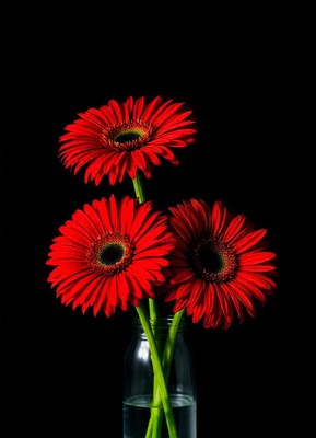 Three red gerbera daisies in a vase, black bg