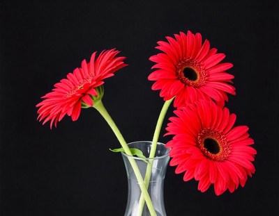 Three red gerberas in a vase